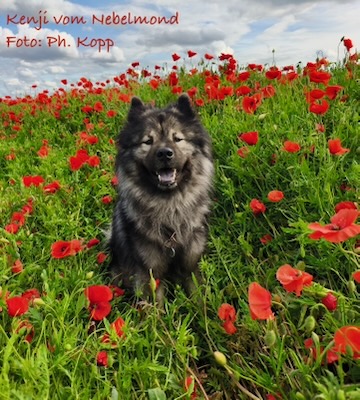 Eurasier Foto