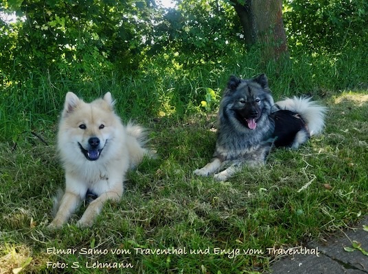 Eurasier Foto