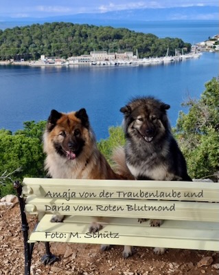 Eurasier Foto