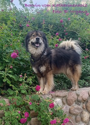 Eurasier Foto