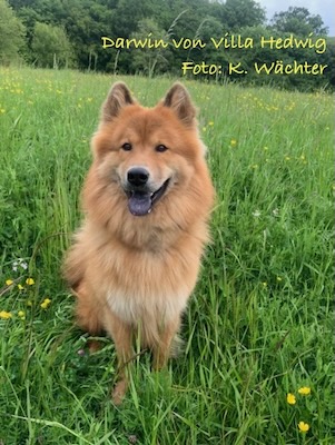 Eurasier Foto
