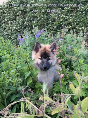 Eurasier Foto