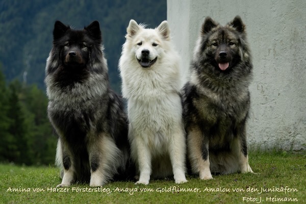 Eurasier Foto