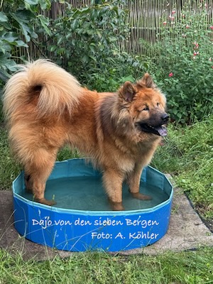Eurasier Foto
