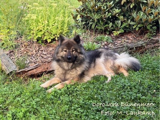 Eurasier Foto