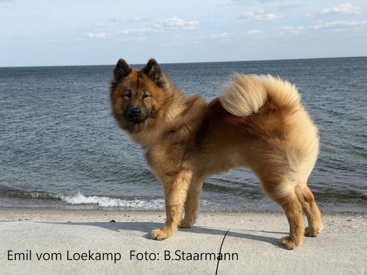 Eurasier Foto
