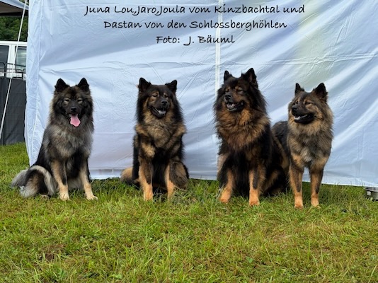 Eurasier Foto