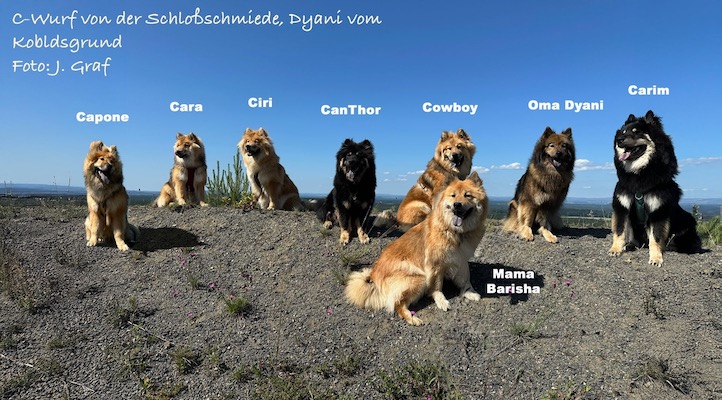 Eurasier Foto