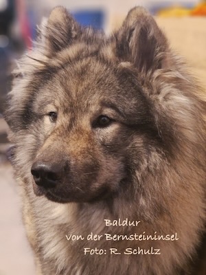 Eurasier Foto