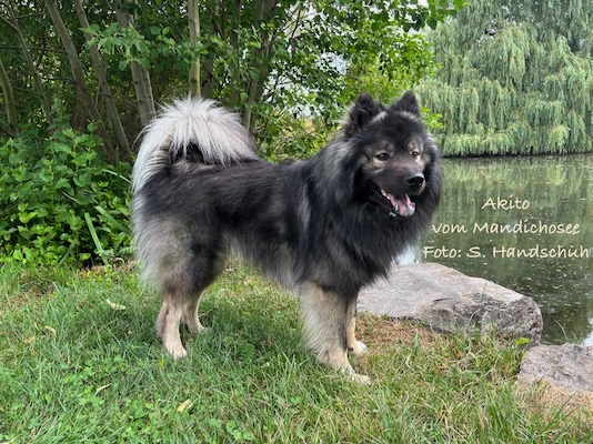 Eurasier Foto