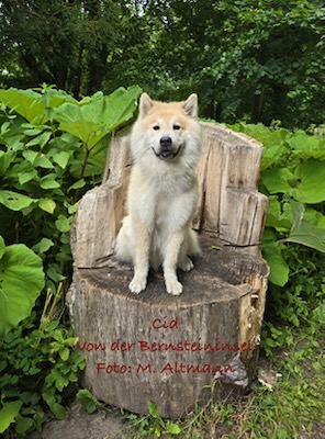 Eurasier Foto