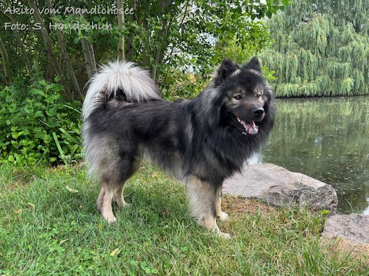 Eurasier Foto