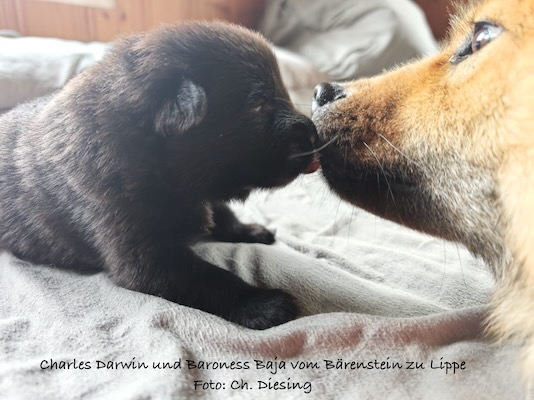 Eurasier Foto