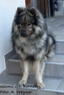 Eurasier Foto