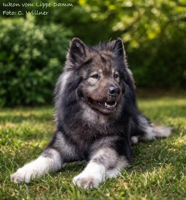 Eurasier Foto