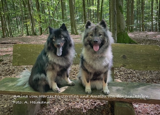 Eurasier Foto