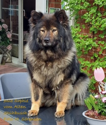 Eurasier Foto