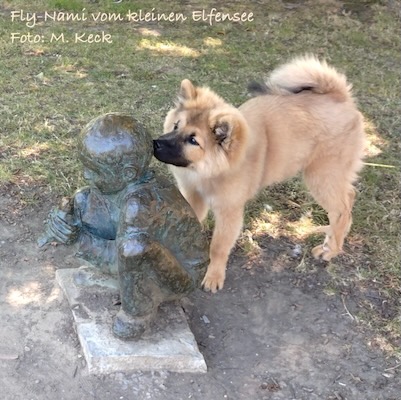 Eurasier Foto