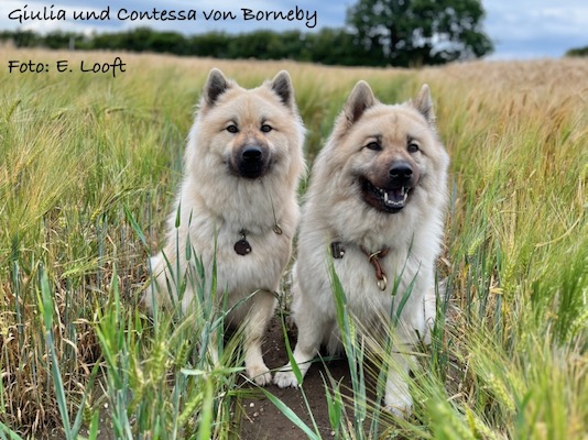 Eurasier Foto