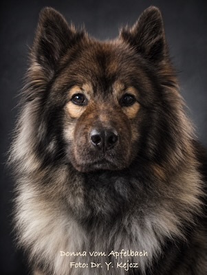 Eurasier Foto