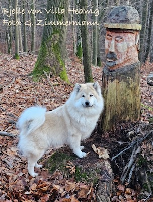 Eurasier Foto