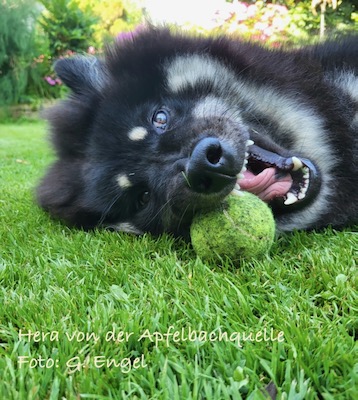 Eurasier Foto