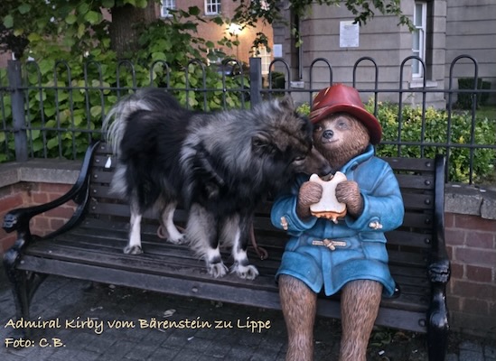 Eurasier Foto