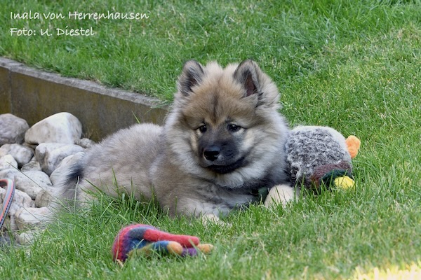 Eurasier Foto