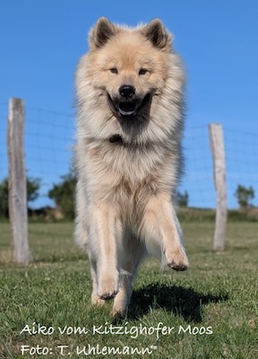 Eurasier Foto