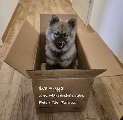 Eurasier Foto