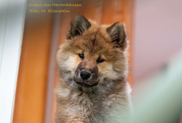 Eurasier Foto