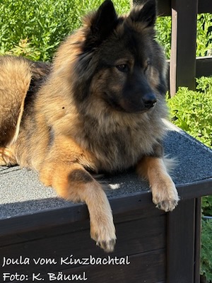 Eurasier Foto
