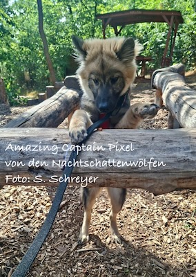Eurasier Foto