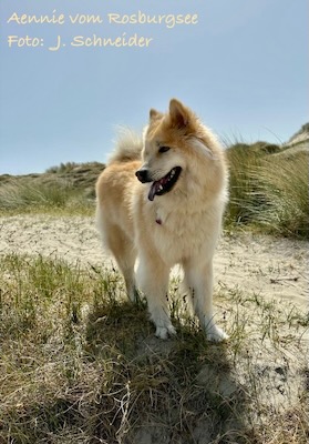 Eurasier Foto