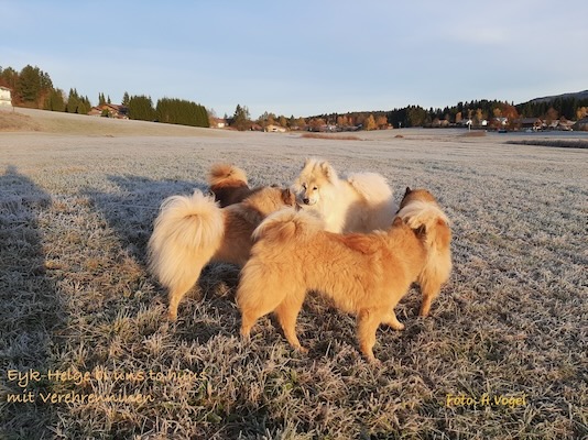 Eurasier Foto