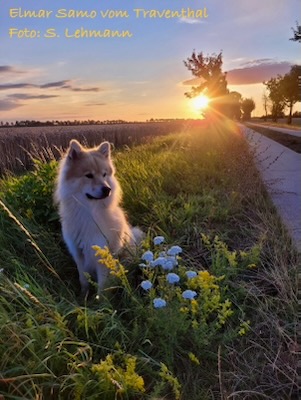 Eurasier Foto