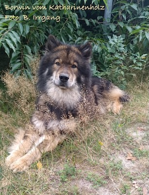 Eurasier Foto