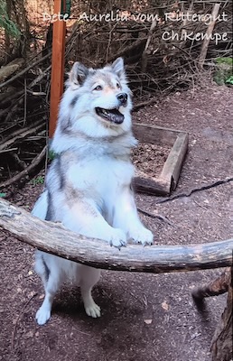 Eurasier Foto
