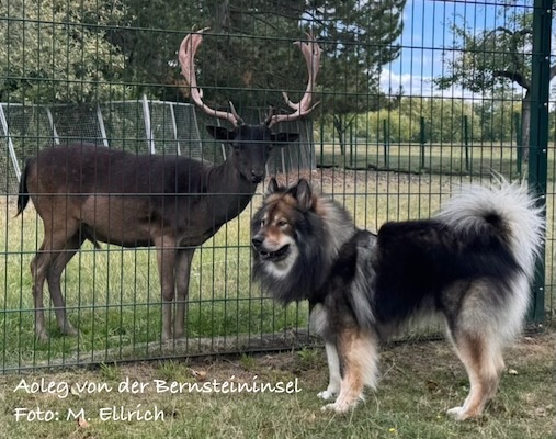 Eurasier Foto