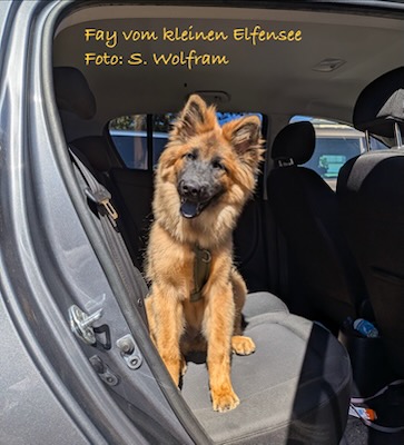 Eurasier Foto