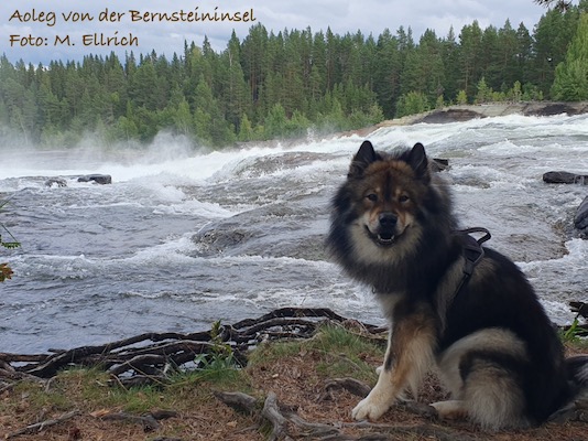 Eurasier Foto