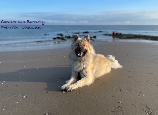Eurasier Foto