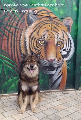 Eurasier Foto