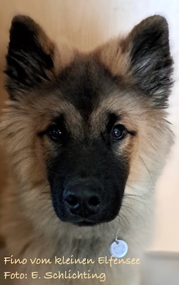 Eurasier Foto