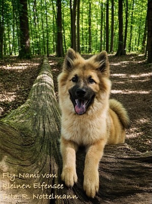 Eurasier Foto