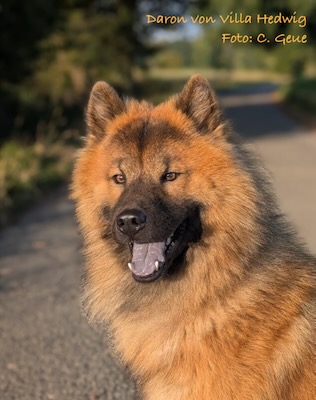 Eurasier Foto