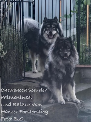 Eurasier Foto