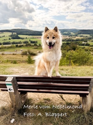 Eurasier Foto