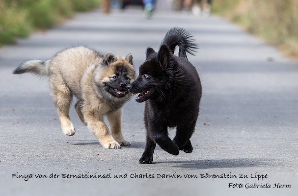 Eurasier Foto