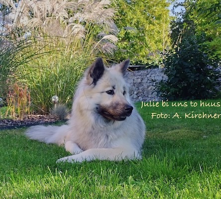 Eurasier Foto